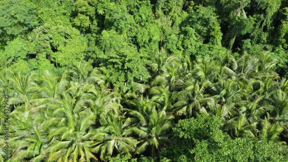 Aerial view flight over tropical forest completely grown with trees showing the green natural woodland and movement above the almost perfect nature unique ecosystem located in Thailand 4k quality Aerial view flight over tropical forest completely grown with trees showing the green natural woodland and movement above the almost perfect nature unique ecosystem located in Thailand 4k quality