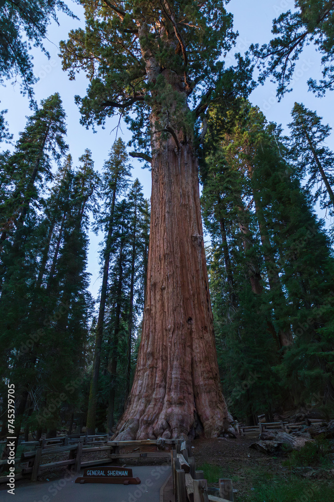 Fototapeta premium The majestic General Sherman tree at sunset