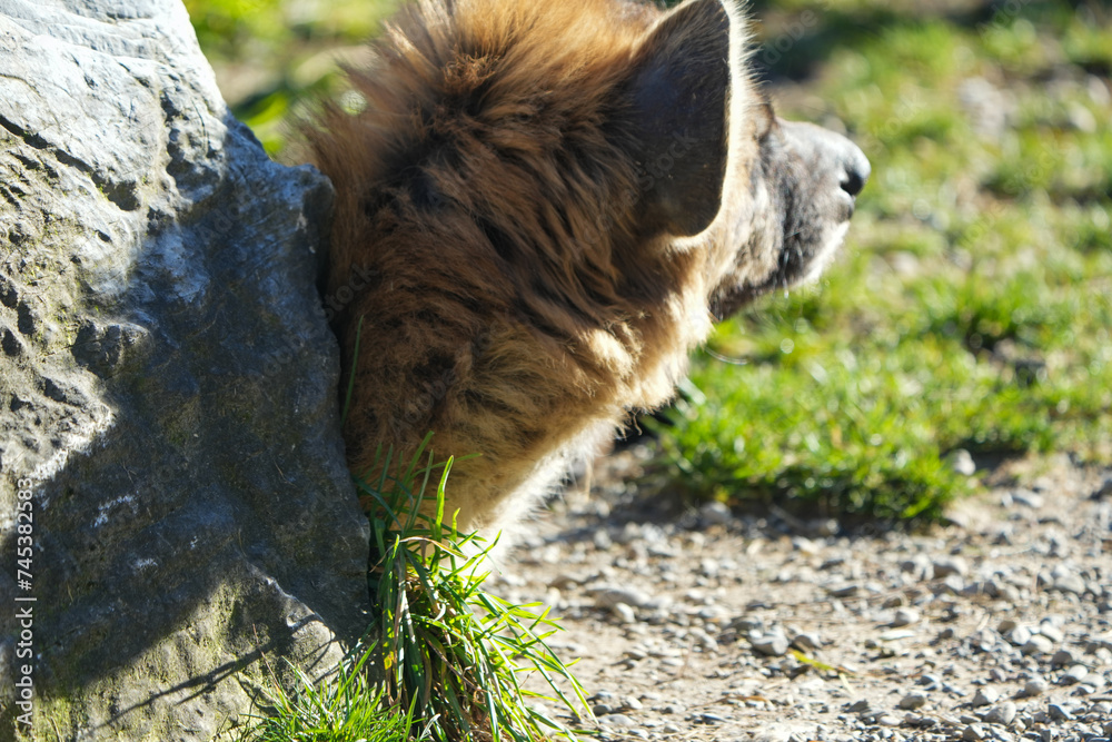 Naklejka premium close up portrait of the head (sleepy) of a spotted hyena, sleeping, fur, close up