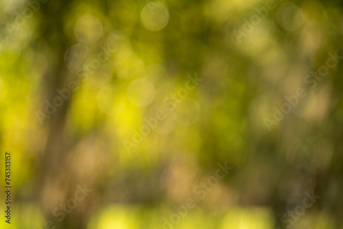 Green garden or park background with blur and bokeh, greenery in sunlight in summer day