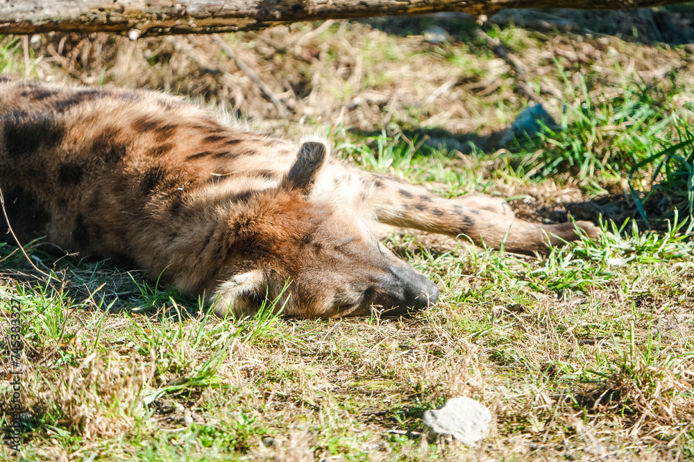 close up portrait of the head (sleepy) of a spotted hyena, sleeping, fur, close up close up portrait of the head (sleepy) of a spotted hyena, sleeping, fur, close up
