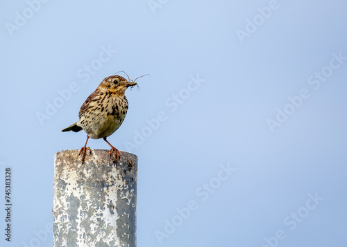 Photography Meadow Pipit (Anthus pratensis) on Bull Island, Dublin Coast, Ireland