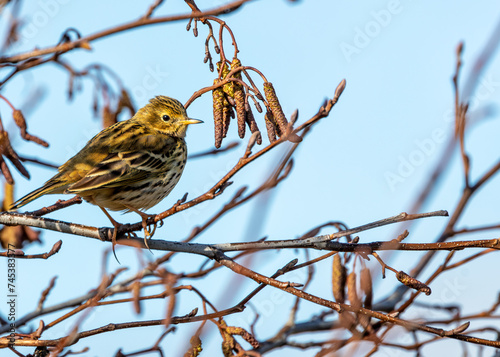 Photography Meadow Pipit (Anthus pratensis) on Bull Island, Dublin Coast, Ireland