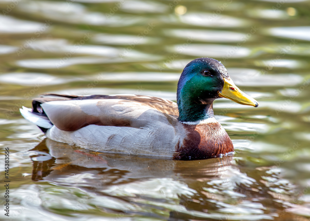 Adult Male Drake Mallard (Anas platyrhynchos) on Bull Island, Dublin Coast, Ireland Adult Male Drake Mallard (Anas platyrhynchos) on Bull Island, Dublin Coast, Ireland