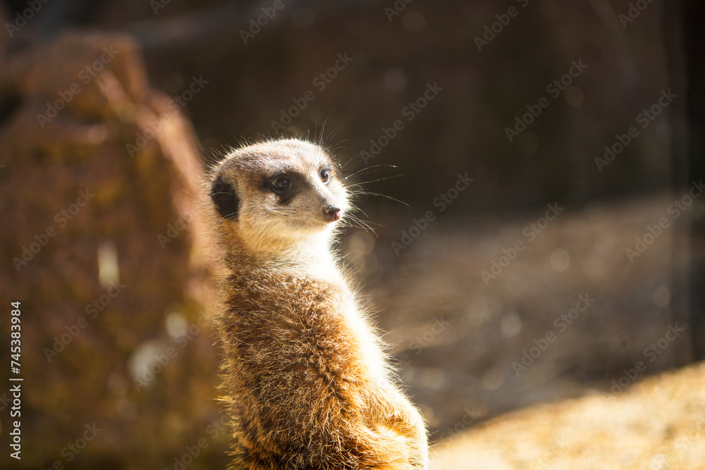 Fototapeta premium portrait of a meerkat, standing guard in the zurich zoo - african meerkat, fur, fluffy, cute