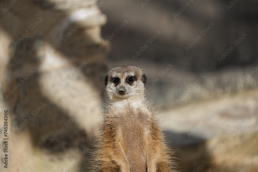portrait of a meerkat, standing guard in the zurich zoo - african meerkat, fur, fluffy, cute portrait of a meerkat, standing guard in the zurich zoo - african meerkat, fur, fluffy, cute