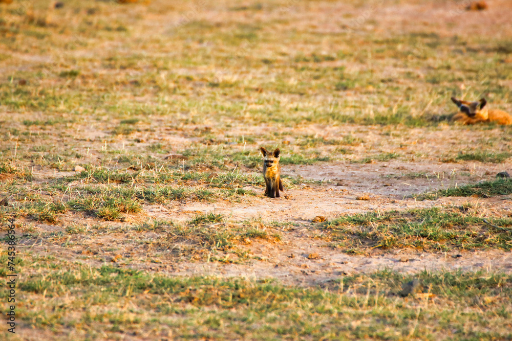 Bat eared fox cub watches out for danger near its parents in this evening sunset scene at Amboseli National Park, Kenya Bat eared fox cub watches out for danger near its parents in this evening sunset scene at Amboseli National Park, Kenya