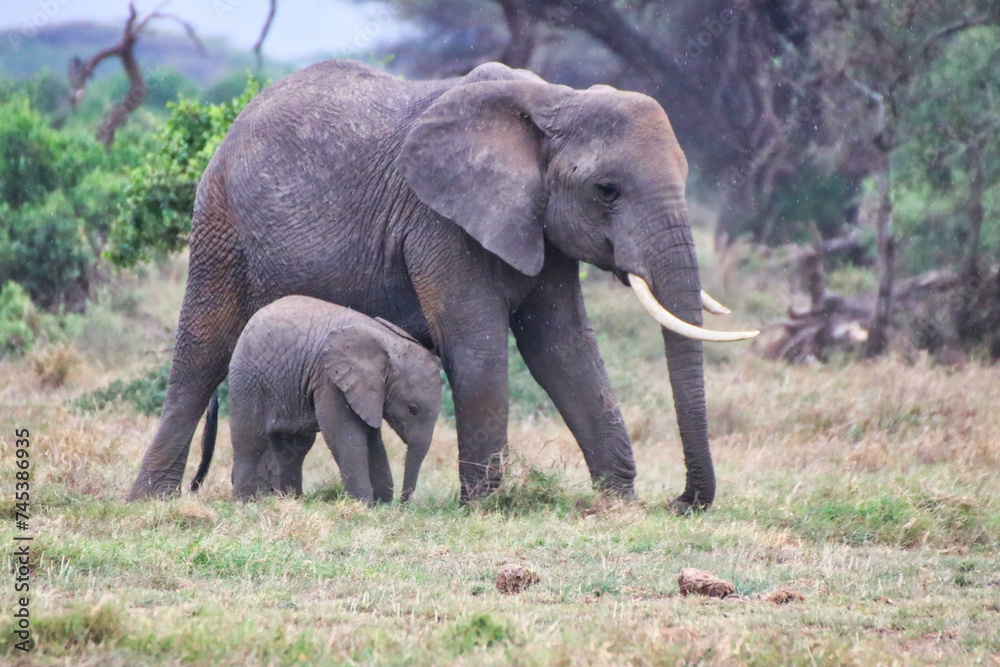 Fototapeta premium An elephant mother and its baby calf enjoy a quite moment in this timeless scene at Amboseli National park, Kenya