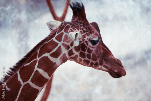 Canvas Print portrait of a giraffe head in the zoo, sideprofile