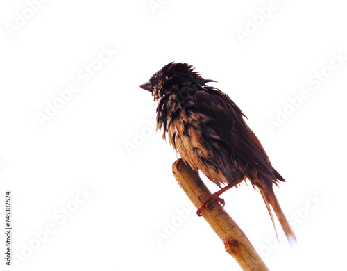 Close-op photo of House Sparrow bird isolated on a white background photo