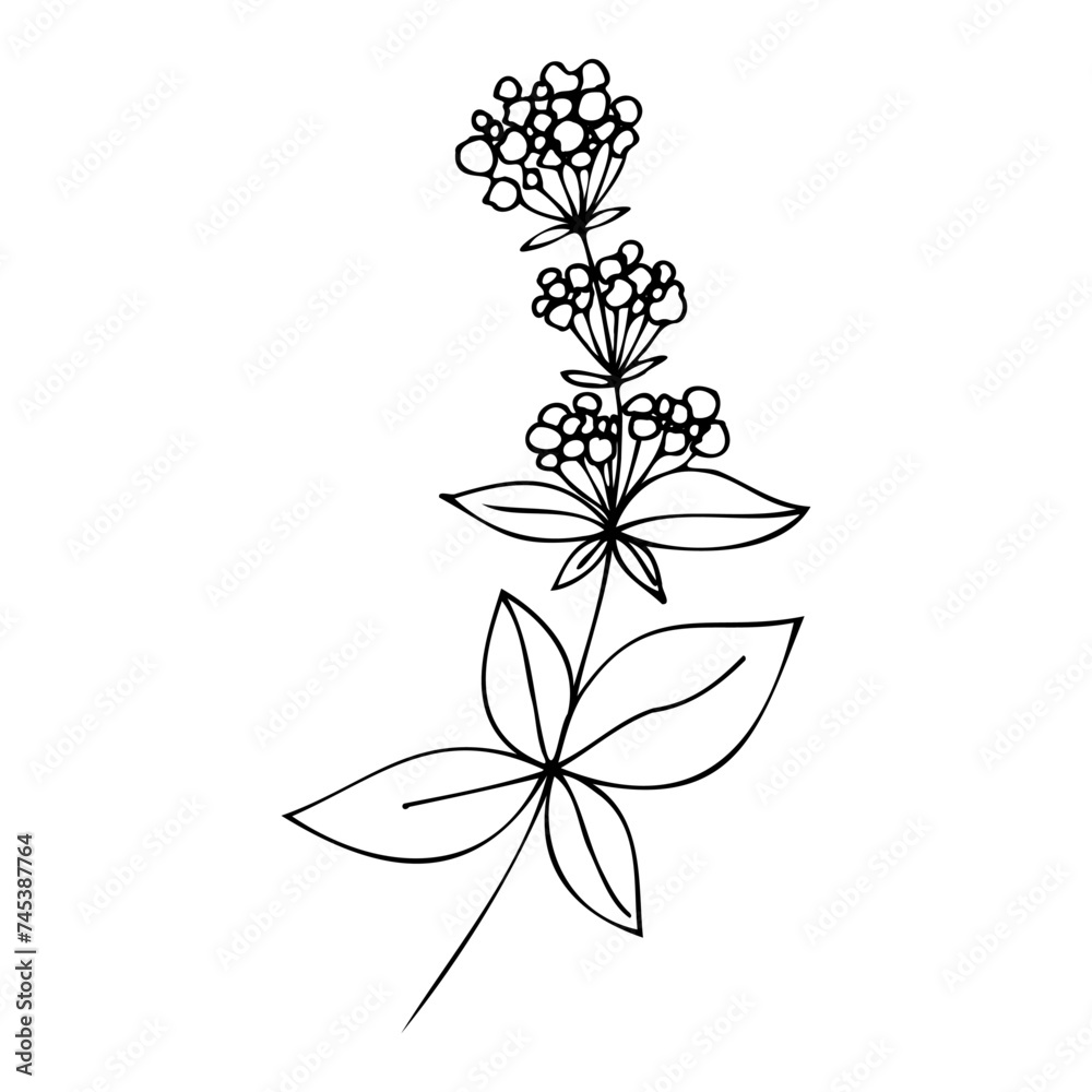 illustration of a flower, flowers, tattoo, sketch, freehand drawing, floristry, contour, one line, vector, twig, leaves, petal, leaves, nature, organic illustration of a flower, flowers, tattoo, sketch, freehand drawing, floristry, contour, one line, vector, twig, leaves, petal, leaves, nature, organic