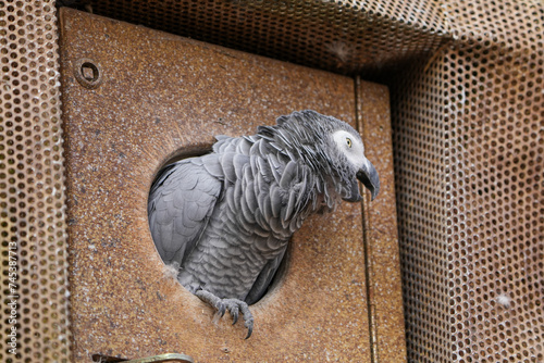 portrait of a grey parrot in the zurich zoo