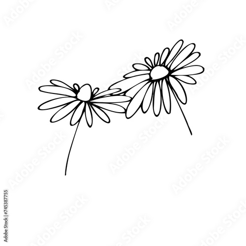 flower on white background, flowers, tattoo, sketch, freehand drawing, floristry, contour, one line, vector, twig, leaves, petal, leaves, nature, organic