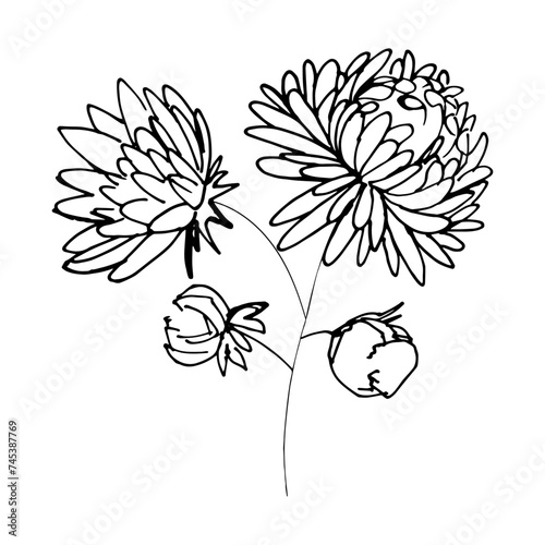 aisters, chrysantums, tattoo, sketch, freehand drawing, floristry, contour, one line, vector, twig, leaves, petal, leaves, nature, organics