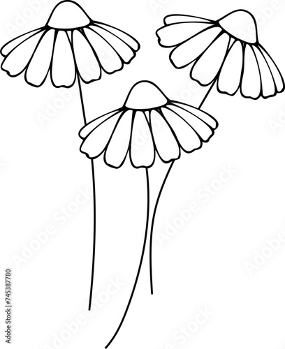 tattoo, sketch, freehand drawing, floristry, chamomile, contour, one line, vector, leaves, petal, leaves, nature, organic
