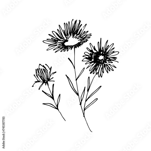 aisters  chrysantums  tattoo  sketch  freehand drawing  floristry  contour  one line  vector  twig  leaves  petal  leaves  nature  organics