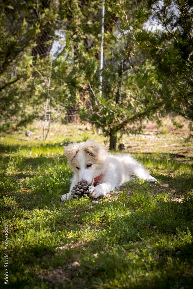 border collie puppy playing with a spruce cone in the garden border collie puppy playing with a spruce cone in the garden