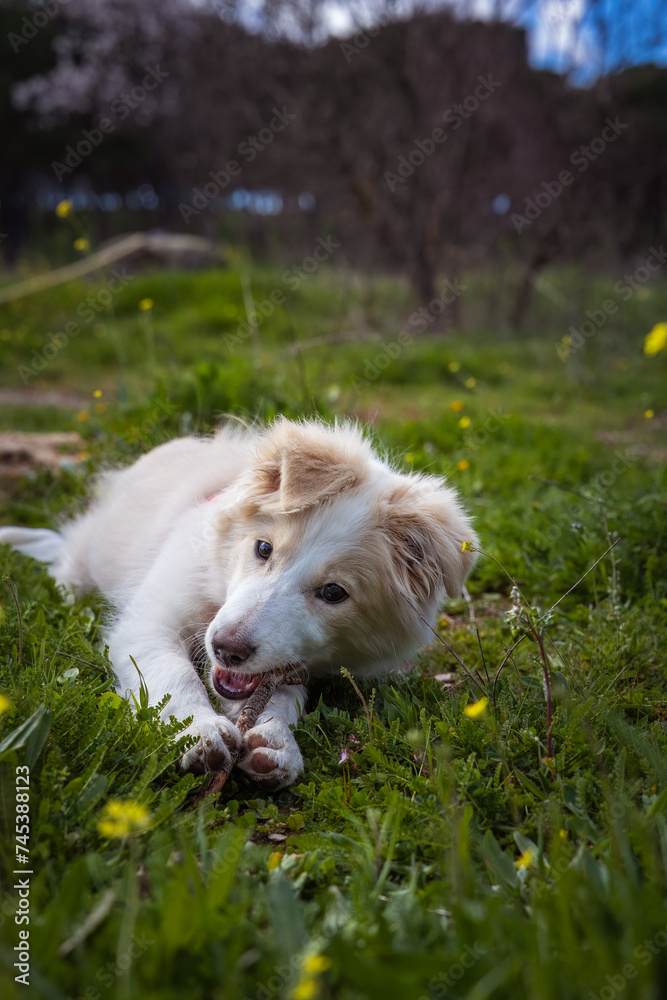 border collie puppy playing with a stick in the garden border collie puppy playing with a stick in the garden