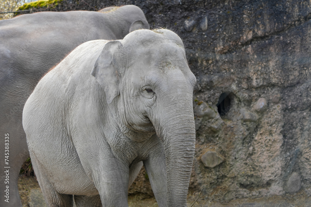 Naklejka premium black and white portrait of an asian elephant in the zurich zoo, close up head shot
