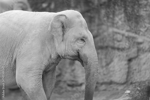 black and white portrait of an asian elephant in the zurich zoo, close up head shot photo