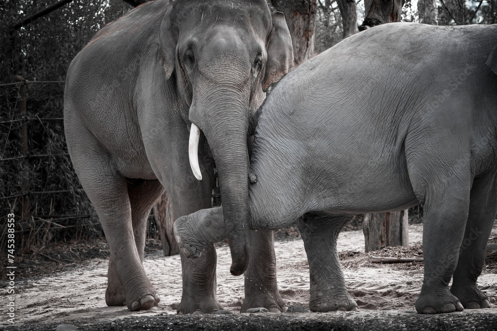 Fototapeta premium black and white portrait of an asian elephant in the zurich zoo, close up head shot