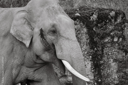 black and white portrait of an asian elephant in the zurich zoo, close up head shot photo