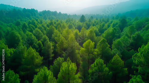 Aerial View of Summer Forest Landscape. Woodland Serenity. Top of the World