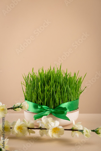 Traditional Novruz semeni wheat glass decorated with ribbon on neutral beige shebeke background and white blooming branch, celebration of spring equinox in Azerbaijan