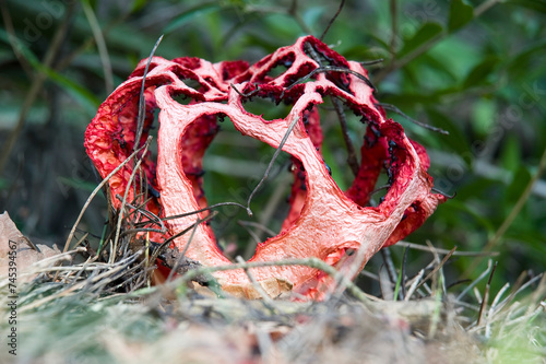 Foto mushroom clathrus cancellatus