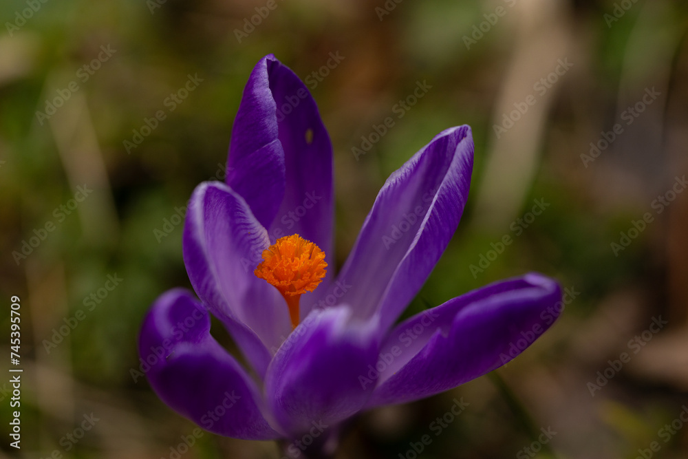 macro of a purple crocus flower