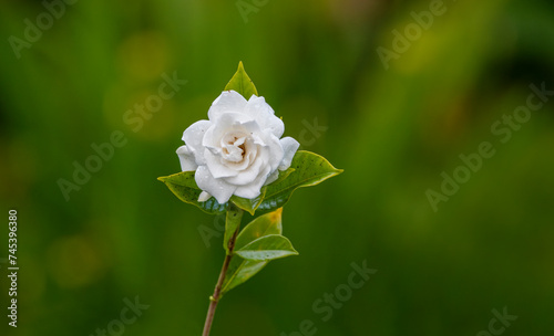 Cape jasmine flower at garden photo