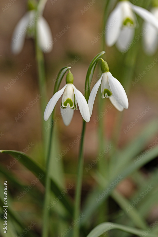 beautiful wild snowdrop flowers in a forest beautiful wild snowdrop flowers in a forest