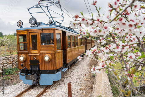 Soller train passing by an almond tree in bloom, Bunyola, Majorca, Balearic Islands, Spain