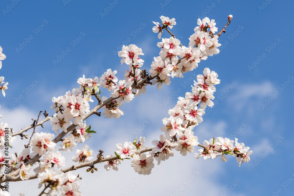 branch of flowering almond tree, Raixa, public property, municipality of Bunyola, Majorca, Balearic Islands, Spain branch of flowering almond tree, Raixa, public property, municipality of Bunyola, Majorca, Balearic Islands, Spain
