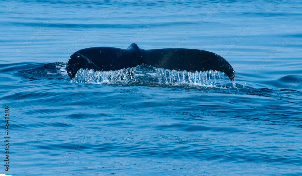 Fototapeta premium Whale tail