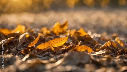 Fall Foliage: Autumn leaves blanket the forest floor in a vibrant display of orange, yellow, and red hues photo