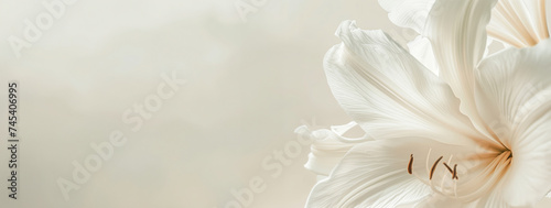 white lily flower on a beige background with copy space