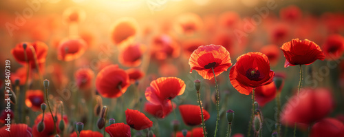 field of bright red poppies under the soft glow of the sunset  a picturesque scene of natural beauty and tranquility