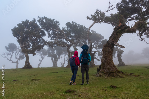 Hiker family with baby carrier at evergreen laurel trees (Ocotea foetens) in mystical fog in ancient subtropical Laurissilva forest of Fanal, Madeira island, Portugal, Europe. Magical fairytale scene © Chris