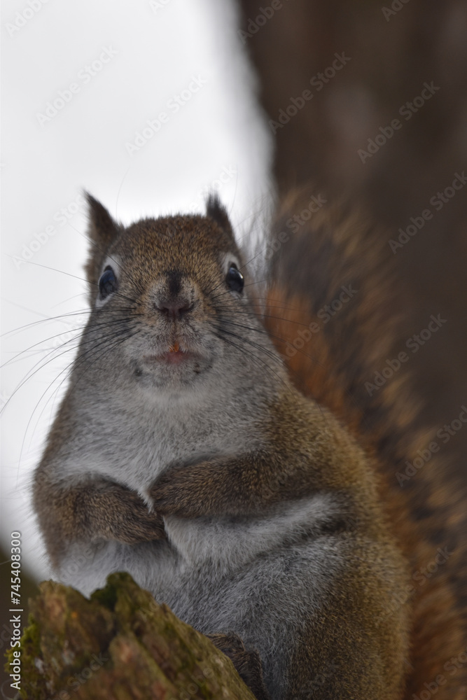 Obraz premium La Plaine 25 Février 2024