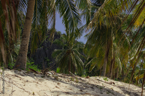 Amazing tropical beach with big palm trees in Black Island