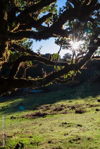 Sun beams shining through moss covered branches of old evergreen laurel tree in ancient subtropical Laurissilva forest of Fanal, Madeira island, Portugal, Europe. Mysterious magical fairytale scene