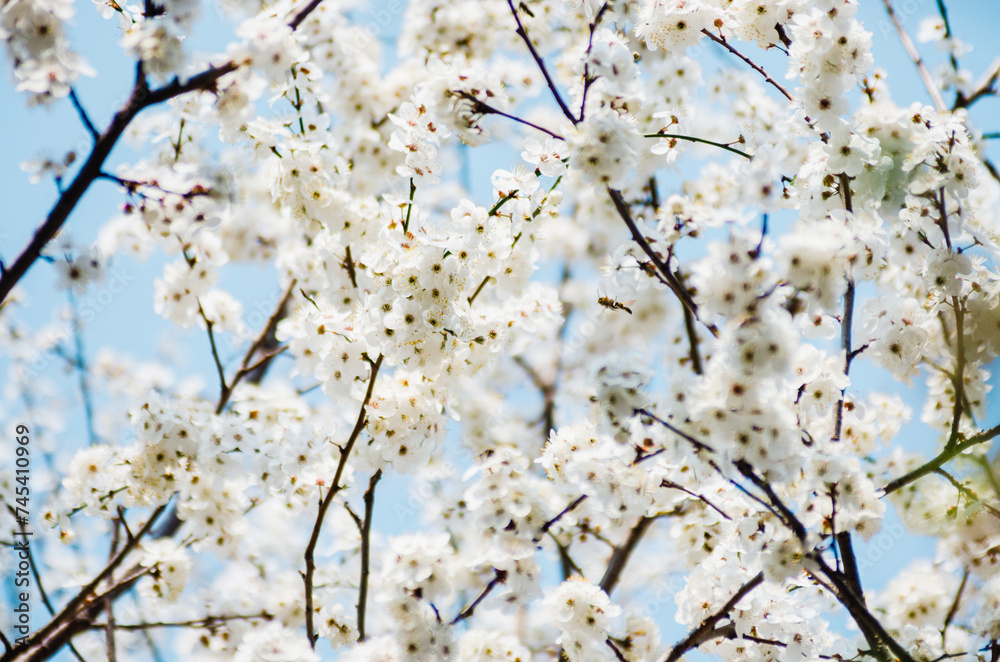 Abundance of cherry tree flowers in blossom Abundance of cherry tree flowers in blossom