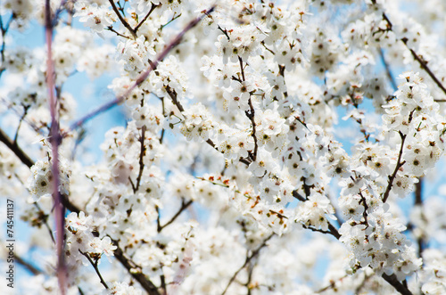 Abundance of cherry tree flowers in blossom