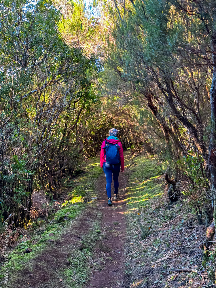 Hiker woman on mystical Levada walk in evergreen subtropical Laurissilva forest Fanal, Madeira island, Portugal, Europe. Idyllic trail along evergreen laurel trees. Dense diversified fauna vegetation