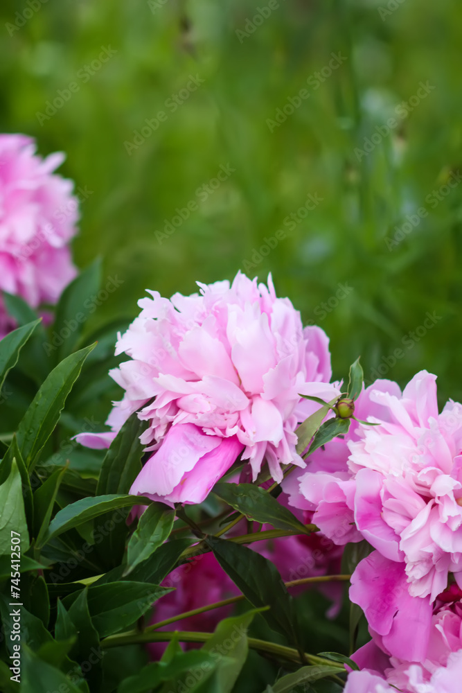 Beautiful fragrant flowers in summer garden. Pink peonies in full bloom. Beautiful fragrant flowers in summer garden. Pink peonies in full bloom.