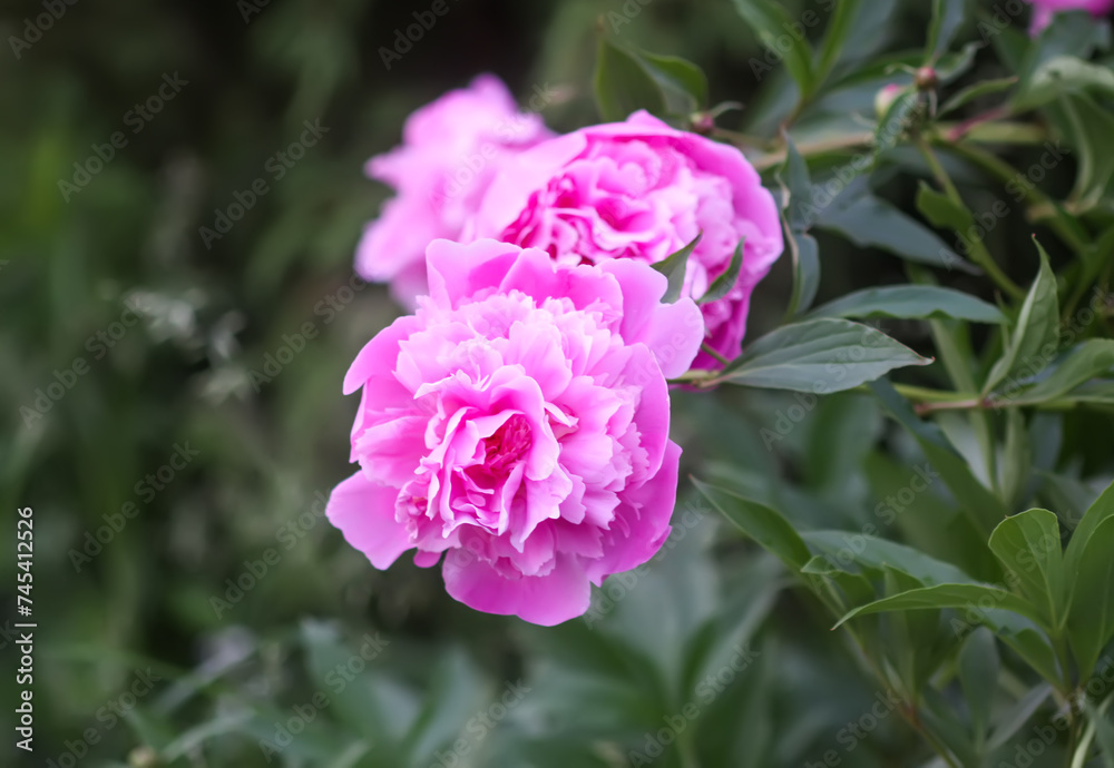 Beautiful fragrant flowers in summer garden. Pink peonies in full bloom.