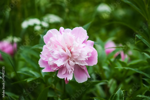 Fototapeta Naklejka Na Ścianę i Meble -  Beautiful fragrant flowers in summer garden. Pink peonies in full bloom.