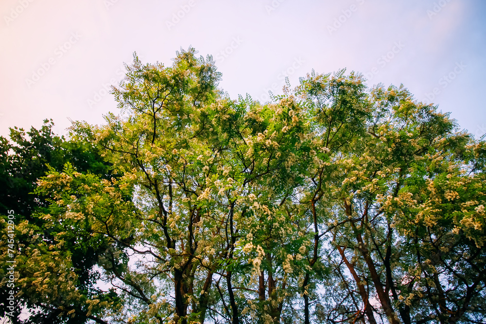 Robinia pseudoacacia, false acacia trees in bloom.