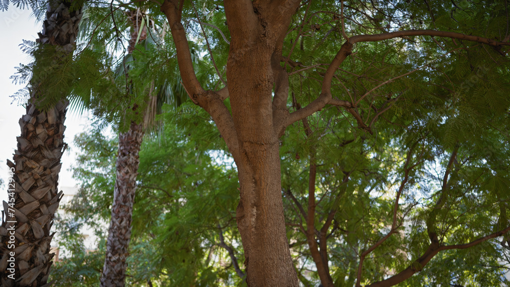 Fototapeta premium Tropical greenery with a palm and a leafy tree intertwines in murcia, showcasing spain's diverse flora in natural outdoor light.